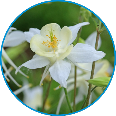 white delphinium